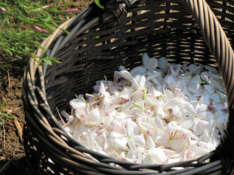 Parfum d'été floral
